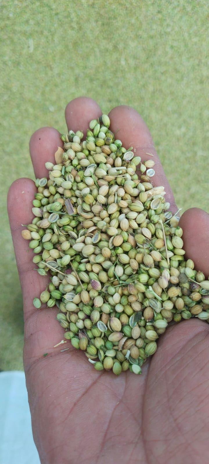 A2 Masala A2 Masala Sabut Dhaniya Coriander Seeds Pack of 1KG