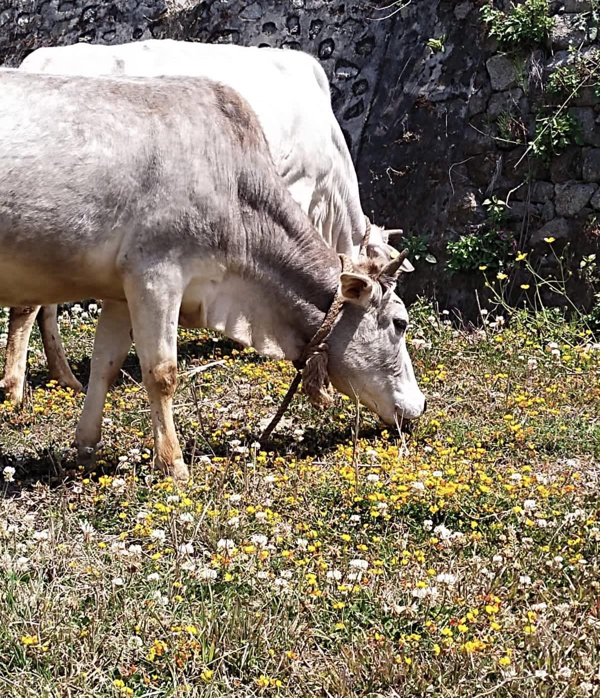 Hetha Hetha Organics Himalayan Pahadi/Badri Desi Cow Bilona A2 Cultured Ghee Made In Brass Utensil (Peetal Kadhai) Single Origin - 500Ml