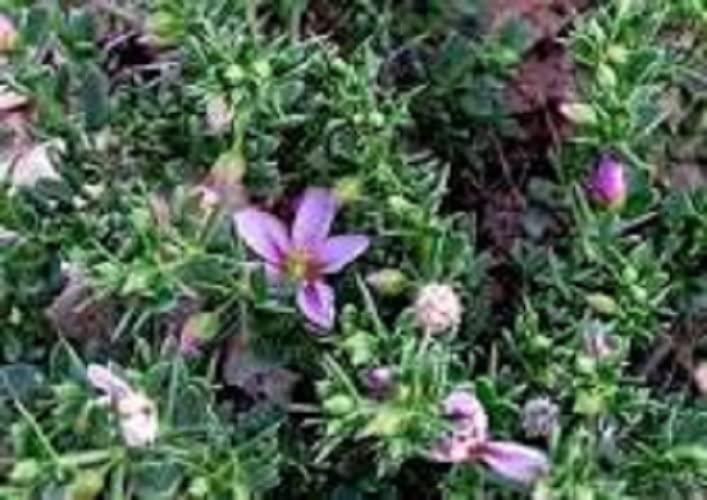 Generic Atulya Herbal Dhamasa Booti Extract Powder-300 Gram Pack.