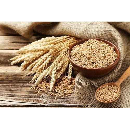 SAARA SAARA Whole Wheat | Gehu |Sabut Gehu | Gehoo | Genhu, 9.950Kg