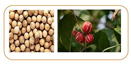 VEDIC Vedic Putrajeevak Beej (Putrajeevak Seeds) and Shivlingi Beej (Shivlingi Seeds) Combo Pack of 200 Gram (100+100) Powder.