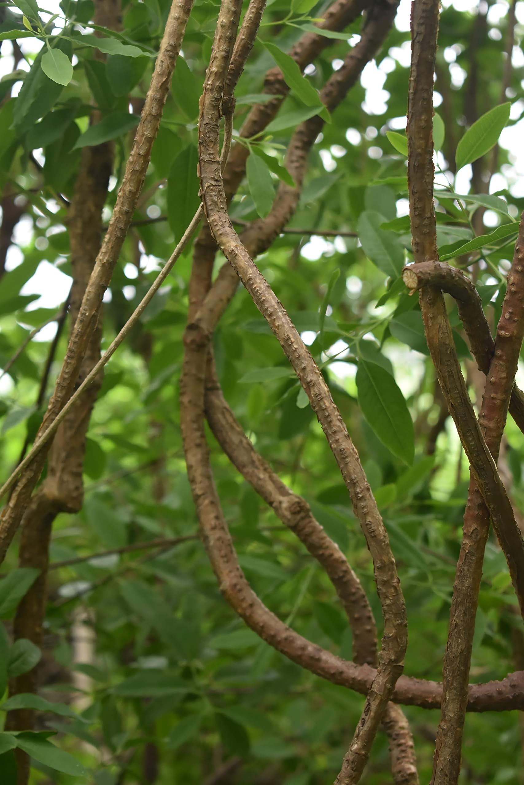 RUKDA RUKDA Giloy stems, Fresh Neem Giloy Plant Stems Giloy Sticks, Guduchi stems Neem Giloy stick 30 cm Long