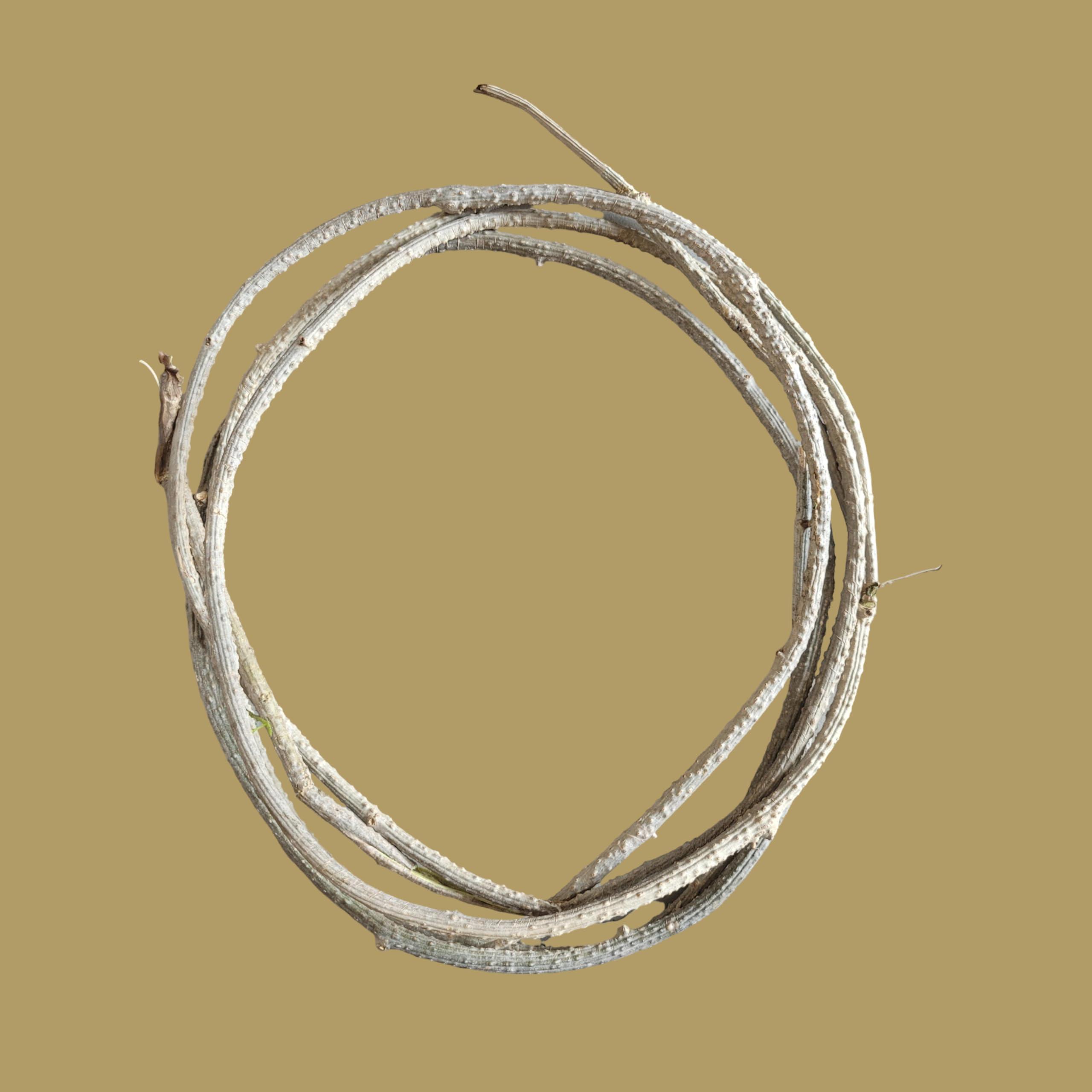 RUKDA RUKDA Giloy stems, Fresh Neem Giloy Plant Stems Giloy Sticks, Guduchi stems Neem Giloy stick 30 cm Long