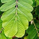 neotea Neotea Seemai Agathi Powder Agathi Keerai Powder | Hummingbird Sesbania | Alata Cassia | Alata Leaves Powder | Agasti | Agastya | Bak Phul Leaves Powder | Dirghaphalaka Powder 500 Gm Pack of 1