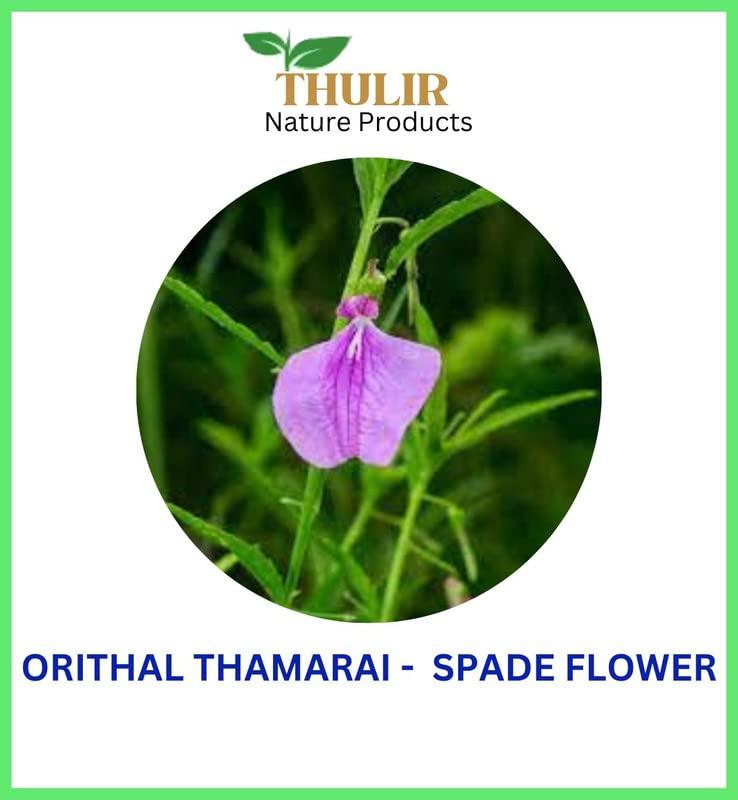 THULIR THULIR Orithal Thamarai Powder - 200 Gms | Ratnapurusha Powder | Spade Flower Powder | Oorithal Thaamrai | Ionidium Suffruticosum | Hybanthus Enneaspermus | Ratanparas Powder