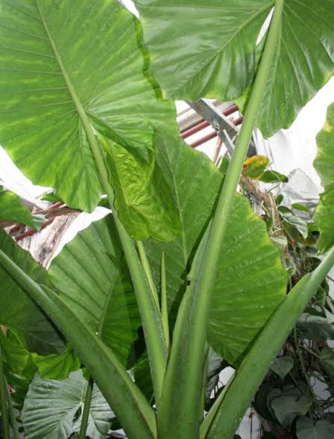 ns tamizhi supermart taro stem colocasia organic herbs/chembu stem/health care/Alooka/Arwi Ke Paan/Patra Ke,medicine and body care stem 350g/ns tamizhi supermart products