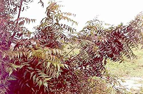 NavaFresh Basics PURE AND NATURAL DRY NEEM LEAVES