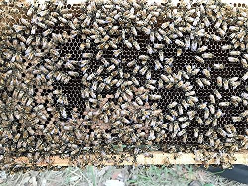 BONPHOOL BONPHOOL Natural Mangrove Honey, 250 Grams - Pack of 2