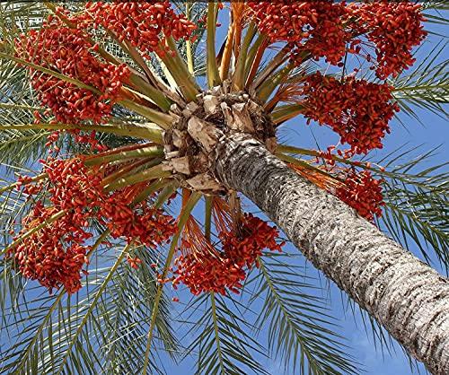 Date Crown Date Crown - Premium Date Syrup (800 Gram)