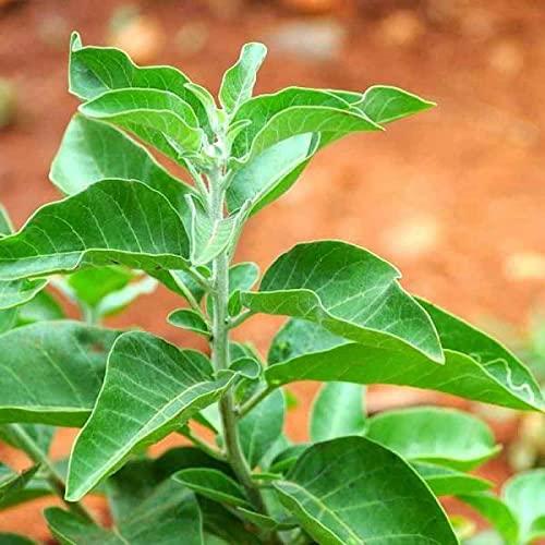 Generic Paudha Organic Ashwagandha Herb pack of 55 seeds_073