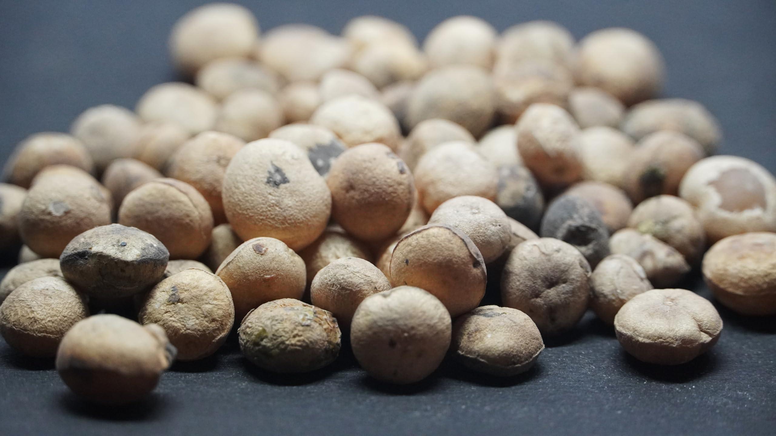 THOGAI THOGAIS- *THETRAN KOTTAI* - / Strychnos Potatorum/Clearing Nut / /Tettamparal/Chillachettu/samaashodhan akharot/Nirmali (50 GRAMS (PACK OF 1))