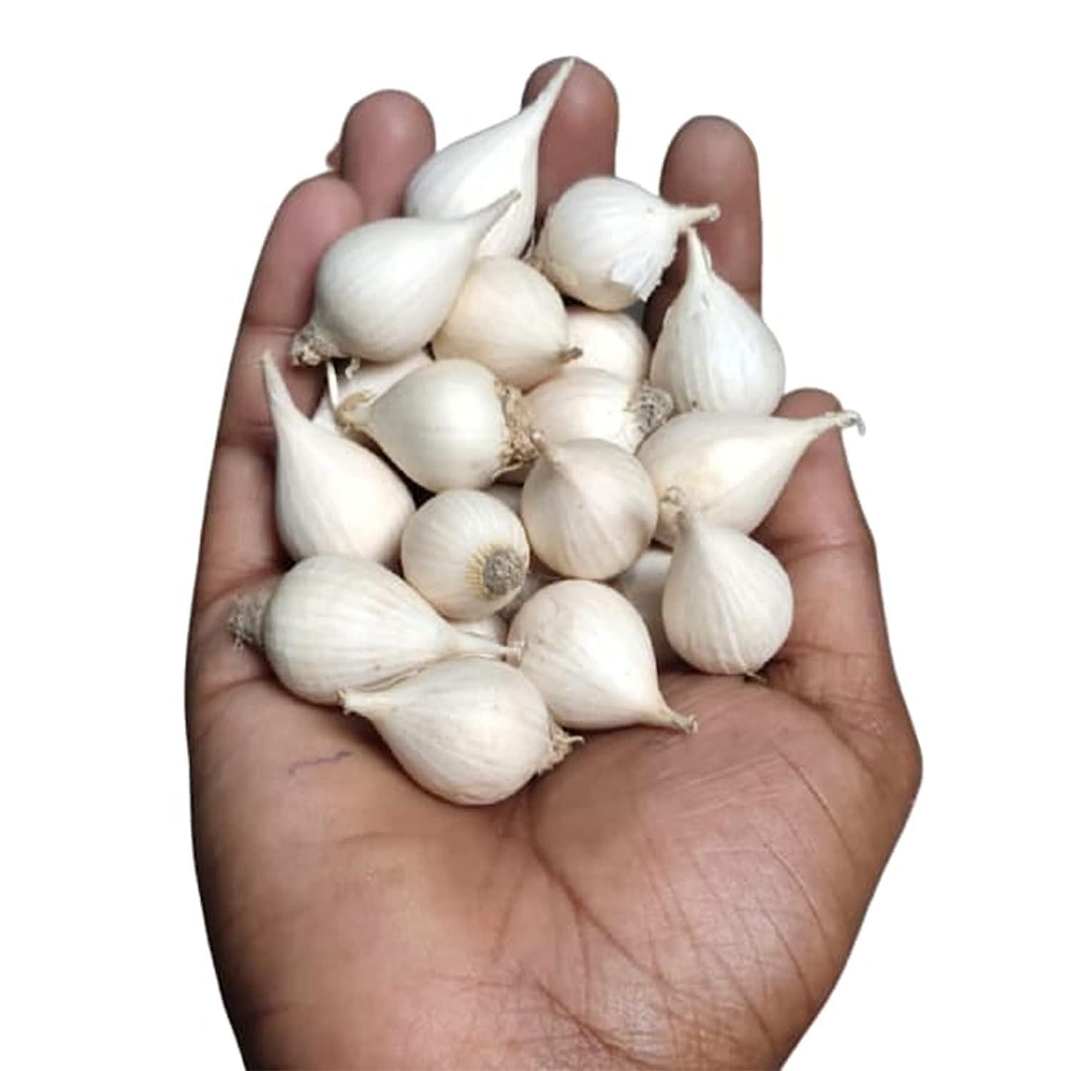 R R AGRO FOODS R R AGRO FOODS Single Clove Garlic 500 Gm (Single Piece Garlic/Fresh Garlic/One Kuli Lehsun/Ek Pothi Lahsun/Garlic) Pack Of 1