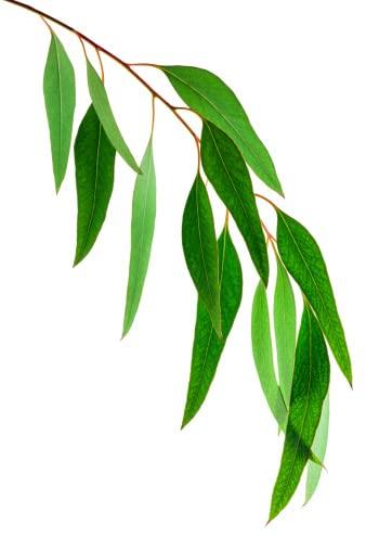 Western Ghats Organics Fresh Live Eucalyptus Leaves/Tailapatra/Sugandhapatra/Tailaprana/Nilgiri Taila (Western Ghats Organics) (200)