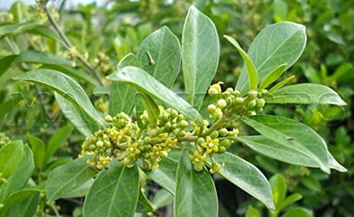 MALA FOODS MALA Sirukurinjan Powder Gurmar powder Gymnema Sylvestre | Shardunika powder - 200 Gm