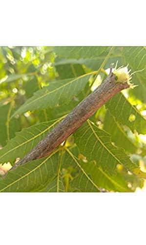 Everything Creations Natural Neem Chew Sticks/Tree Datun Twigs Organic Toothbrush Pack of 20