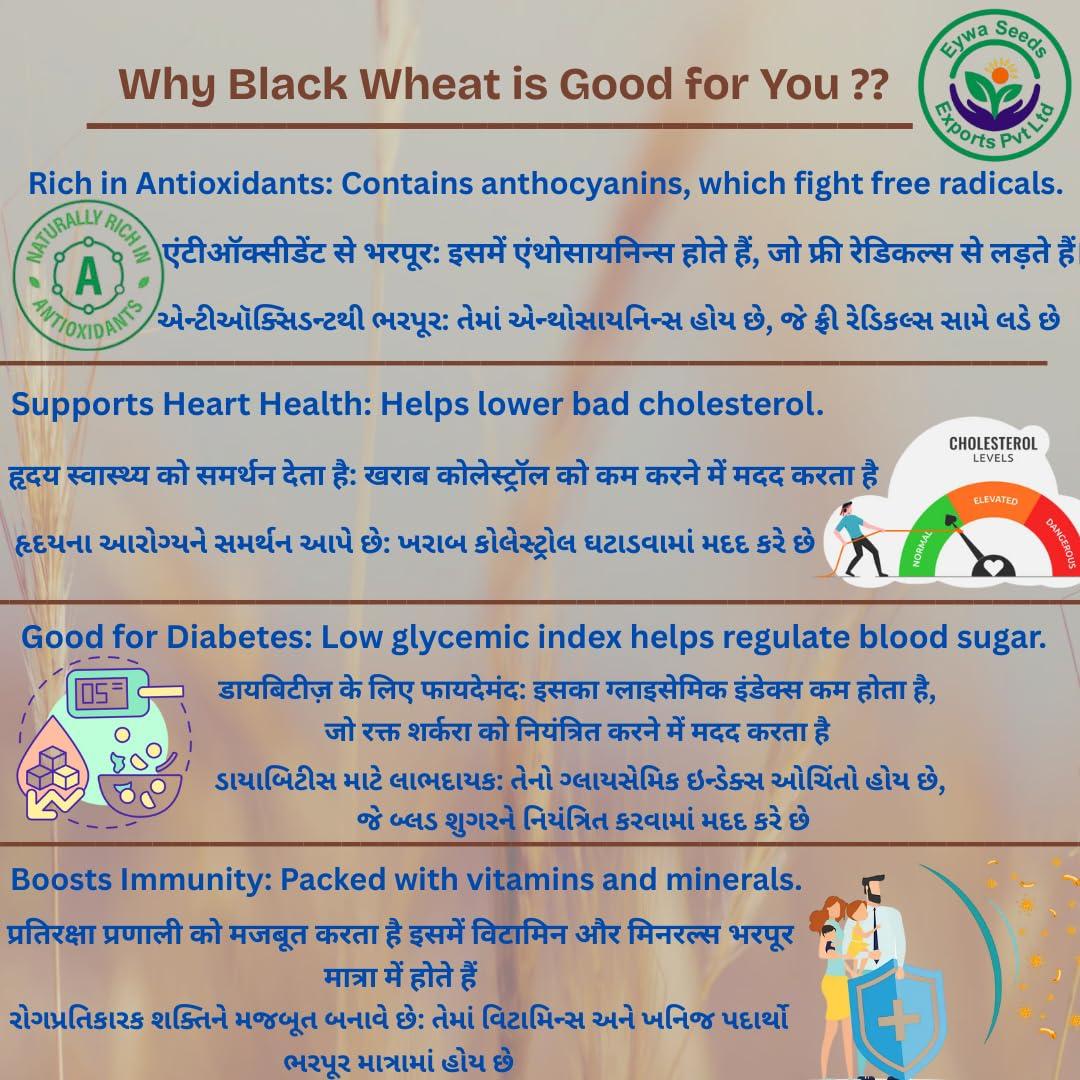 Eywa Seeds & Exports Pvt Ltd BLACK WHEAT GRAINS (15 KG) for eating and cooking | kale gehu daane | Produce of India from Organic Farms | BY EYWA