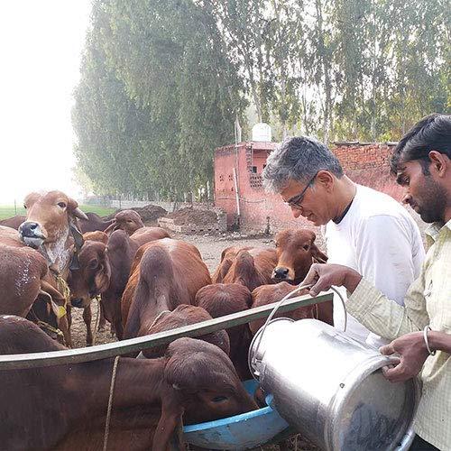 The Way We Were The Way We Were Pure Desi Gir Cow Ghee (500ml)