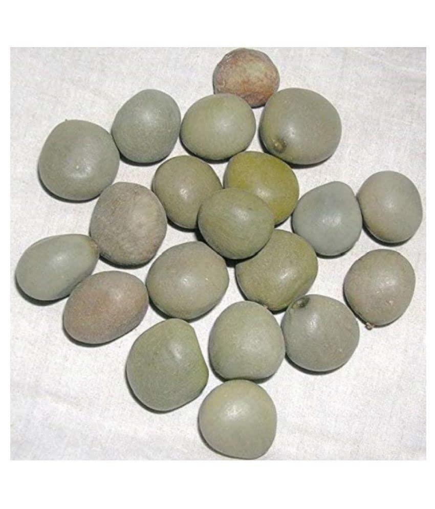 Generic Kalarchikai | Gajga | Fever Nut | Caesalpinia Bonducella | (50 g) - Dhanvant Herbal Shop