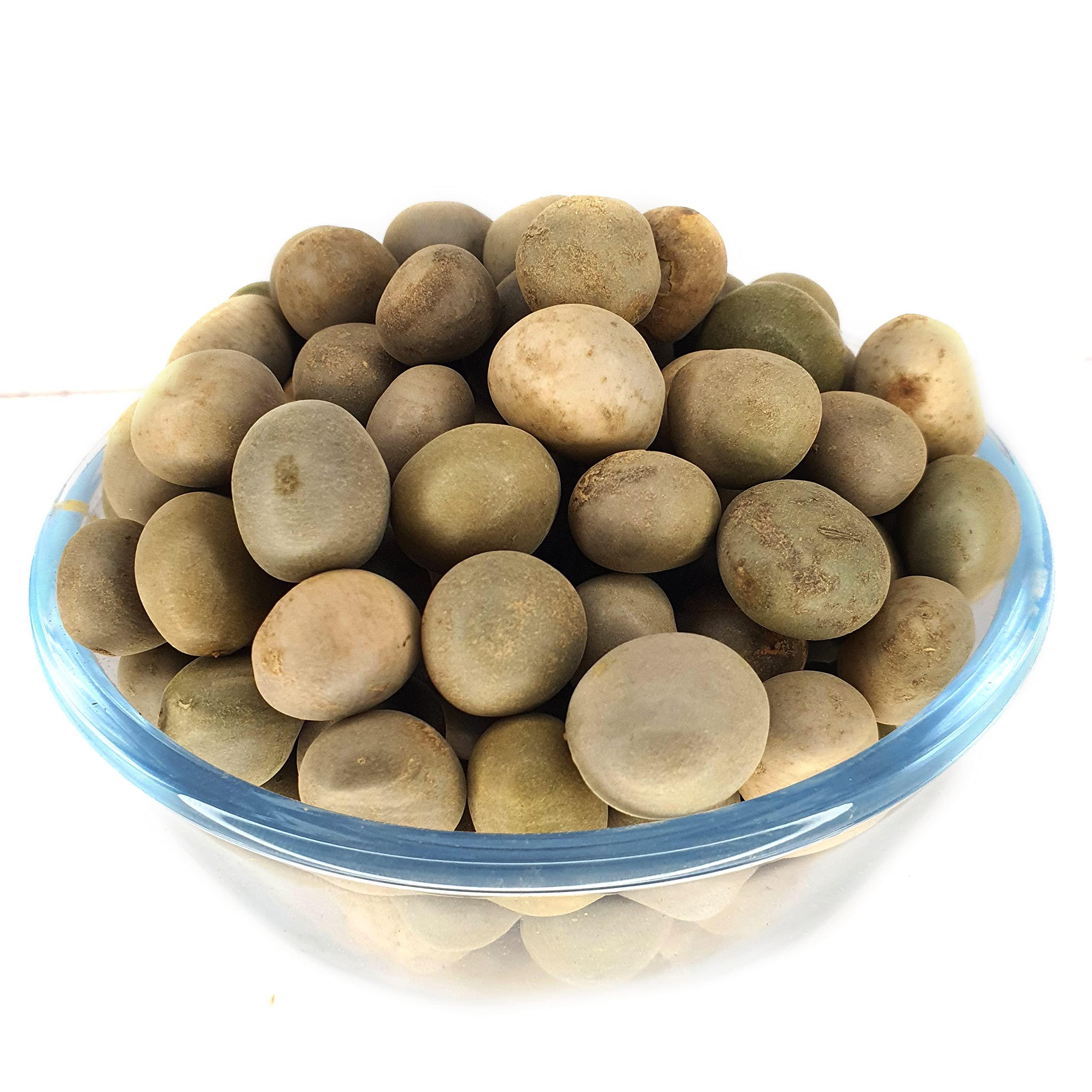 Generic Masso Pansari KARANJWA BEEJ CAESALPINIA BONDUCELLA SAGARGOTA KAT KARANJA SEEDS KARANJ BiJ KALARCHIKKAI FEVER NUT (200gm)