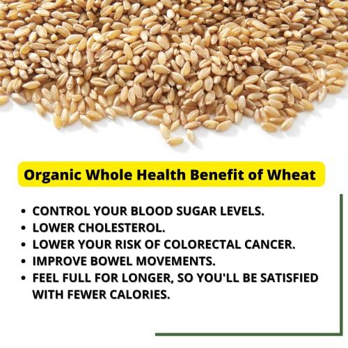 99Auth 99Auth Organic Wheat 1kg. Gehoon Known as Godhuma