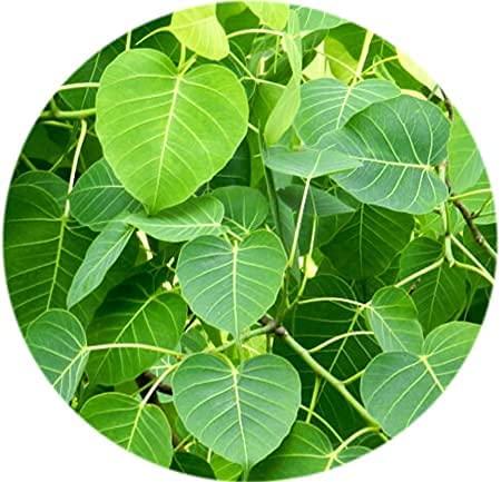 3V PRODUCTS 3V PRODUCTS: Arasam Pattai Powder 200g | Peepal Tree Bark Powder | Ficus Religiosa | Sacred Fig Bark Powder (Pack of 2x100g)