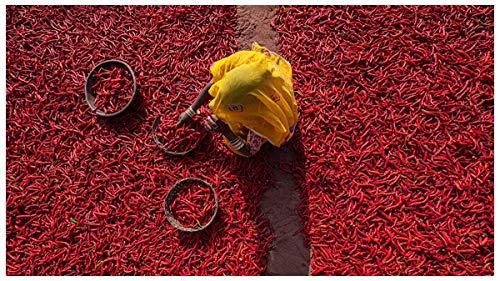 MARWAR MARWAR SPICES Whole Red Chili/Chilly 2KG- PACK| Dried Kashmiri | Sabut Lal Mirchi | No Added Color And Flavours | No Added Preservatives | Turn Everything Delicious