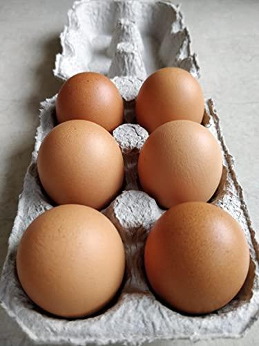 Vegiorganic NTM Natural Healthy Eggs Without Antibiotics Pack of 6 X 3 Pack Eggs (18 Eggs)