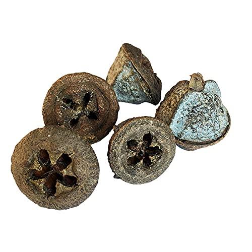 vinarghya vinarghya Eucalyptus Fruit Dried/Safeda/Nilgiri Phal/Tailpatra/Sugandhapatra/Neelagiri/Jamaoil/ 100g