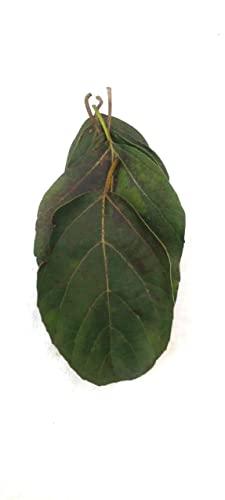 Generic Li6 Fresh Pure Organic Lasura Leaves 250 Gm - Nisodha Ka Patta - Lasode, Lasoda, Lasora Gunda Leaf