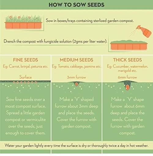 The Entacloo The Entacloo_ Chilli (Dhani Lanka) Very Hot_Z1183(50per packet)