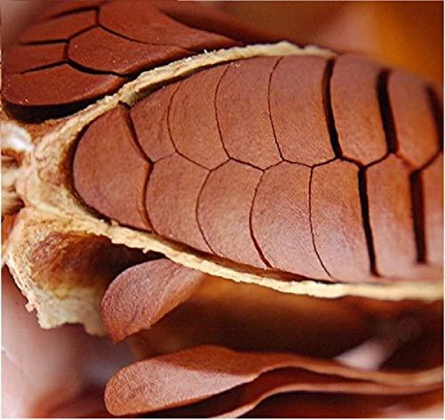 SKYFRUIT Skyfruit Kadwa Badam (Bitter Almonds) Quality Seeds - 450 gm