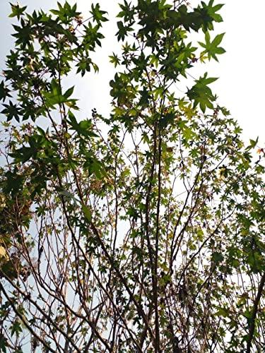 Generic Li6 Pure Organic Fresh Castor Leaves 100 Gm - Arndi (Redi) Ka Patta - Castor Leaf