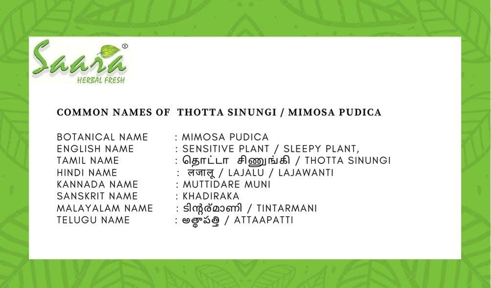 SAARA SAARA Herbal Fresh Thotta Sinungi Leaves Powder,100G, Mimosa Pudica Powder, Mudatha Damara, Lajalu, Muttidare Muni, Thottavadi, Ajalikalika, Sleepy Plant Powder,(Pack Of 1 X 100G), Vegetable Masala