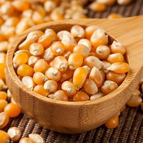 FreshoCartz FreshoCartzPopcorn Kernel Seeds | Makki Seeds | Makka Seeds | Corn Seeds | 100% Popping Kernels (Extra Soft Popcorn Makka | Makai ) (250gm)