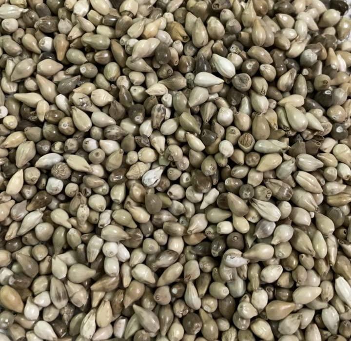 Generic Job\'s Tears Millets (Adlay Millet / Coix Seed / Gavedhuka) (500g)