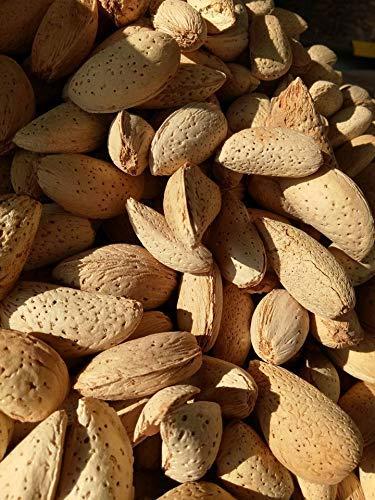 BELLANUTS BELLANUTS Abdul Bedi badam afgani | Abdul Wahdi Almonds | Abdul wahidi Almond | Abdul wadi Almond Shell (500g)