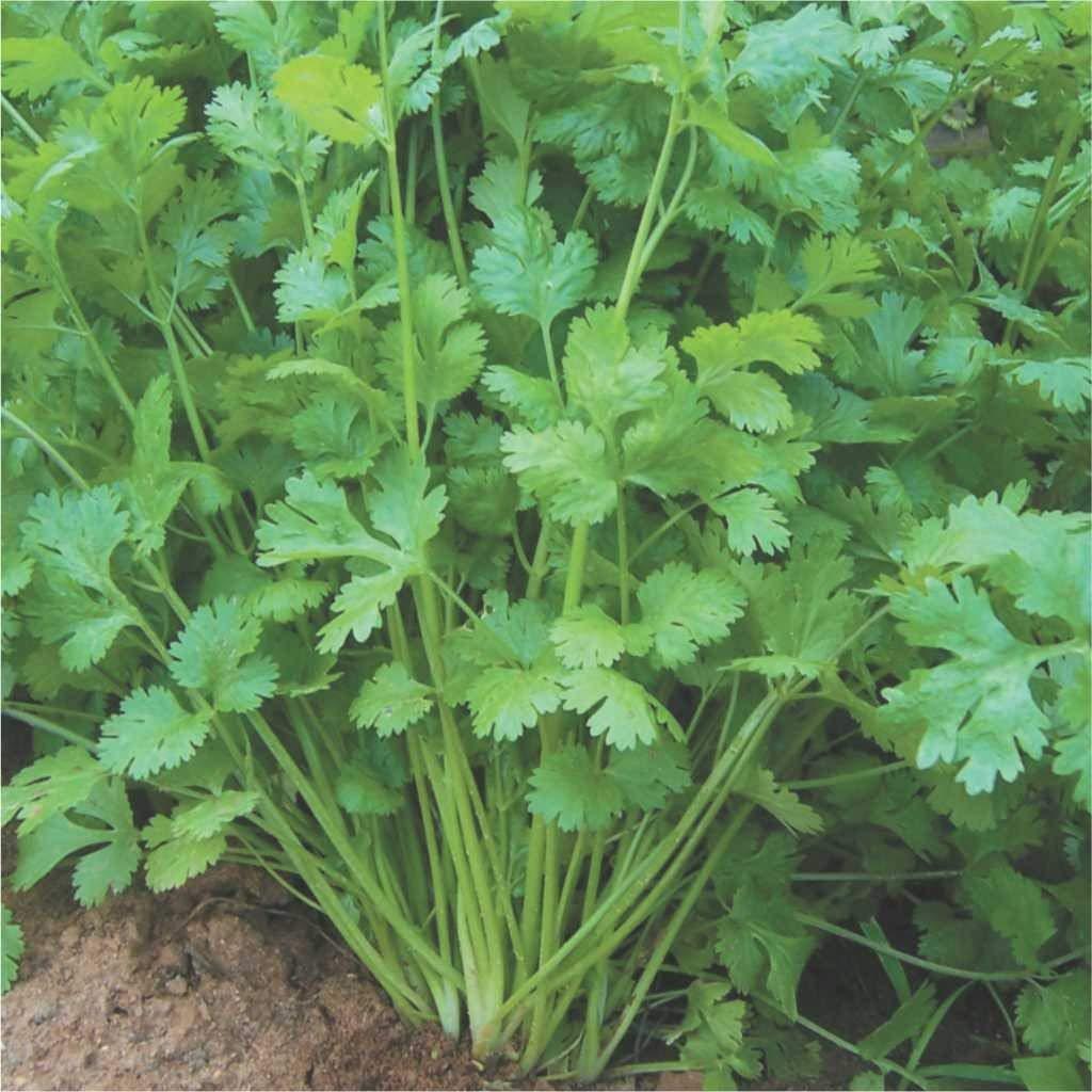 Golden Hills Farm Golden Hills Farm Hybrid Coriander/Dhaniya/Kothamalli 500+ seeds