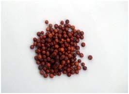 SAVIAGRO SAVIAGRO Plum BER / Borkut BER / Rajasthani Sukha BOR / Borkut BOR 1 Kg