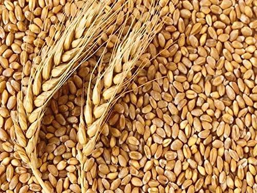 Cloudbail Retail 8299583400 Wheat Gehun/Gehu 950 gm. Hand Picked Clean Premium Wheat Whole (Sabut Gehu) Sharbati, , 950 Gm.
