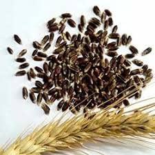 SS520 SS520 Whole Black Wheat |2kg.| Kale Gehun |Kala Gehu|Triticum Aestivum |Best Seeds for Eating & Atta