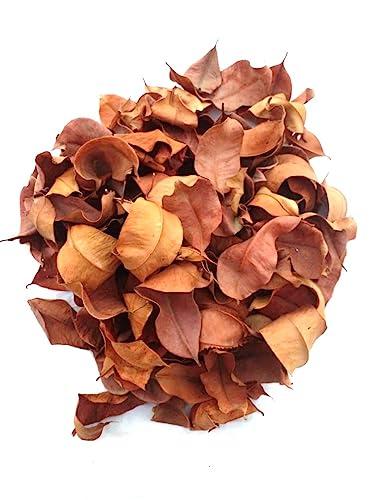 Generic Li6 Pure Dry Jamun Leaves 100 Grams - Jamun Ka Sukha Patta, Patte, Patti - Jamun Dried Leaf