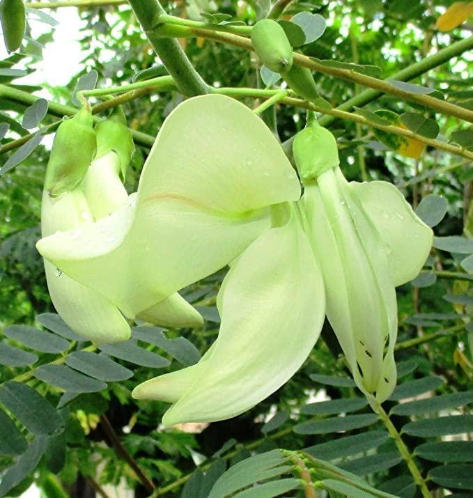 COVIDIEN Covidien 202020 Filac Probe Covers for FasTemp Electronic Thermometer (Pack of 20)