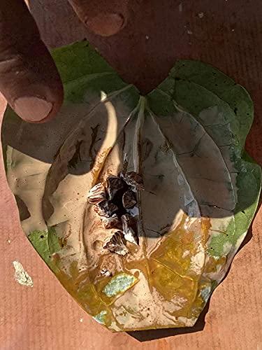 Awadh Dry Katha, (70g) Sabut Kattha , Dry Catechu , Paan Ktha ,Pan Kattha , Sukha Kattha , Indian Katha , White Kattha , Safed Katha