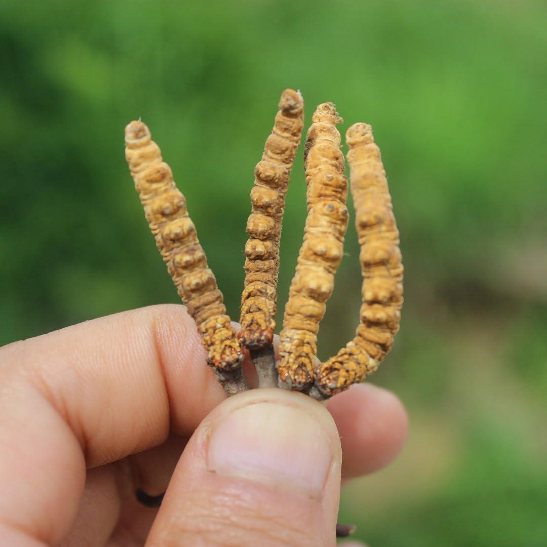 Generic Pure & Natural Cordyceps(Kidajadi) 6Pcs