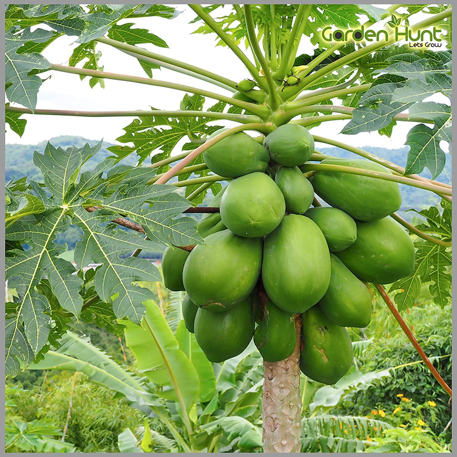 Erwon Erwon NPK for Papaya Fruits ( 200 gm fruit NPK )