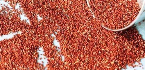 Kalyan Gems Kalyan Gems Whole Ragi Grain 1kg Finger millet Seed natural