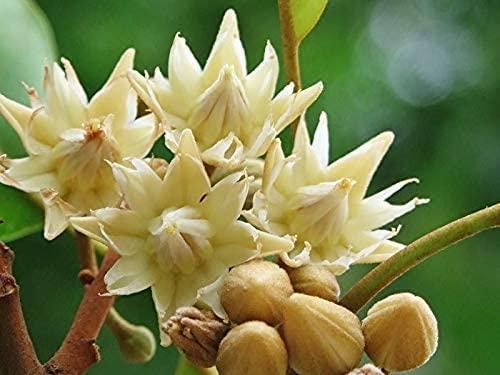 YAMKAY yamkay Dried Magilam Poo Maul sari Flower Spanish cherry Flower 250gm