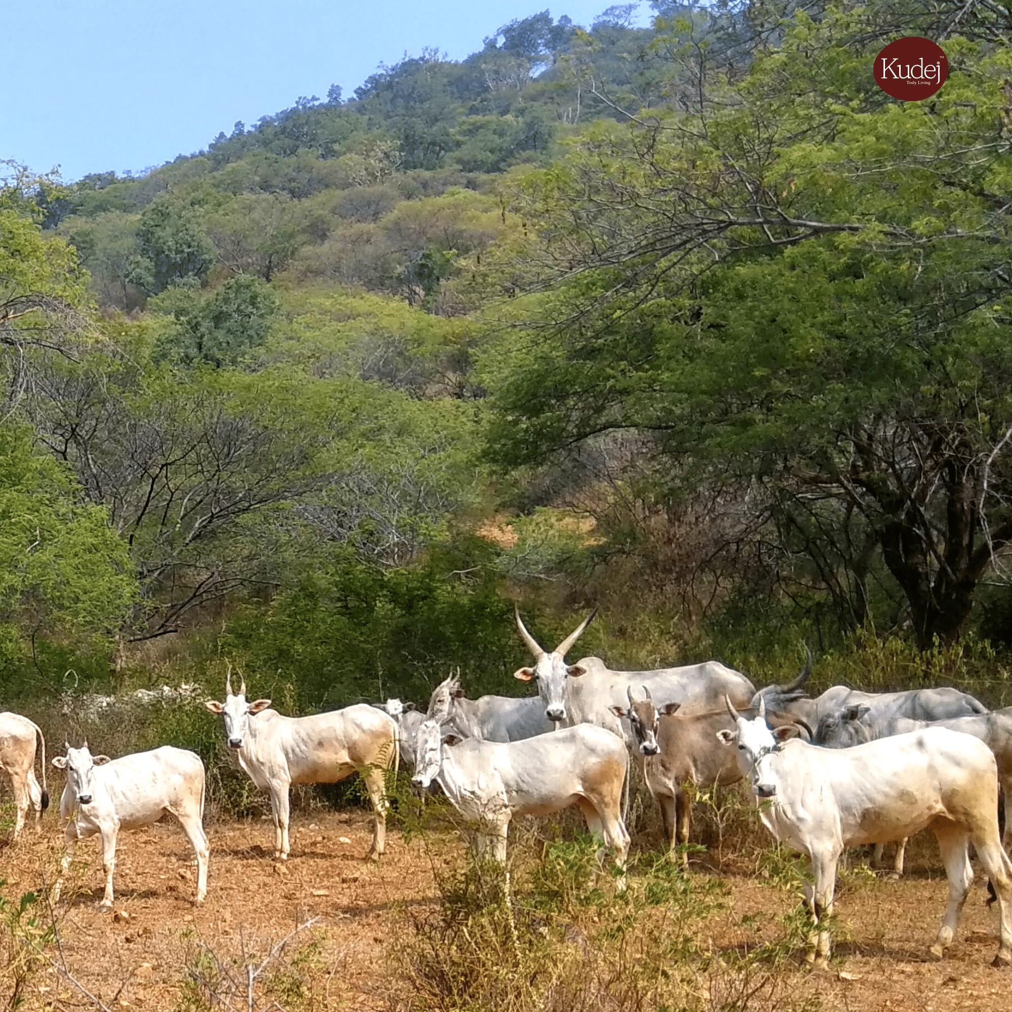 Kudej Kudej || Desi Hallikar Cow Pure A2 Ghee from Kaveri belt - 100% Bilona Churned Premium Cultured Ghee, Made using Ancient Vedic Processes, 250ML Glass Bottle with Sustainable Packaging