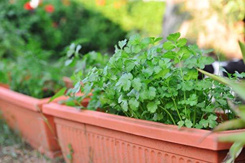 Golden Hills Farm Golden Hills Farm Hybrid Coriander/Dhaniya/Kothamalli 500+ seeds