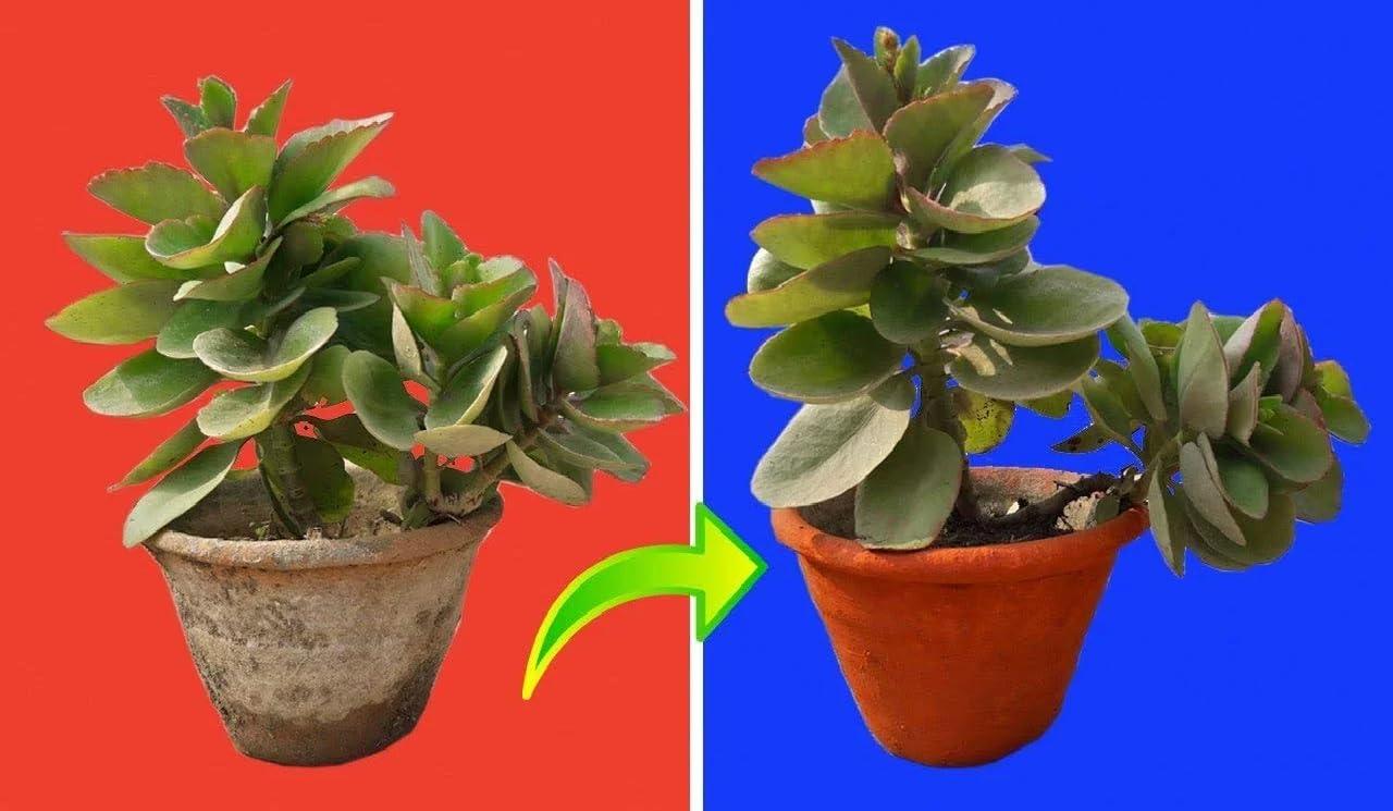 ROTZ ROTZ Geru Powder (Red) Geru Mitti Powder (450 g)